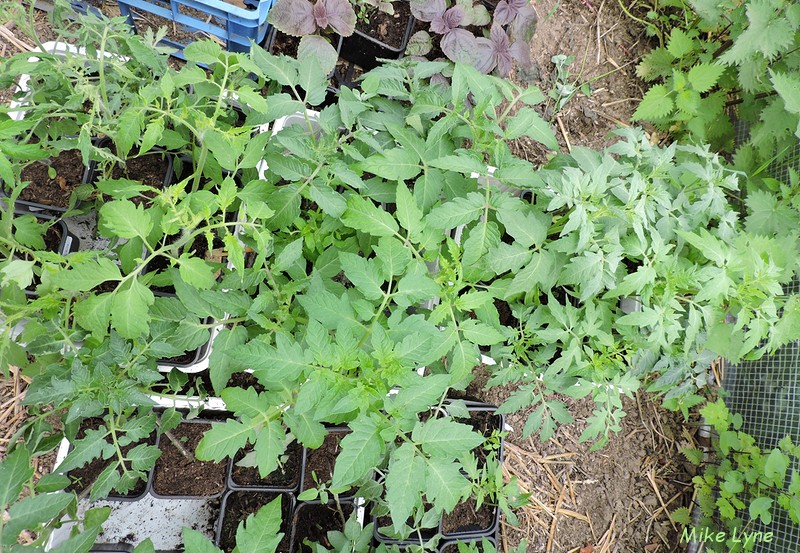 tomates en attente mise en place_DSCN1745.jpg