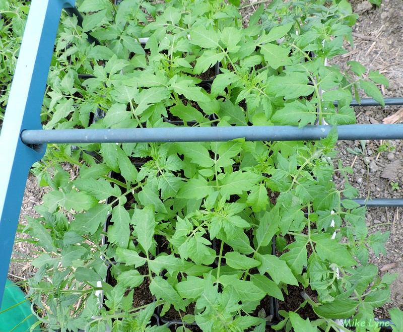 Saint Pierre_tomates en attente mise en place_DSCN1739.jpg