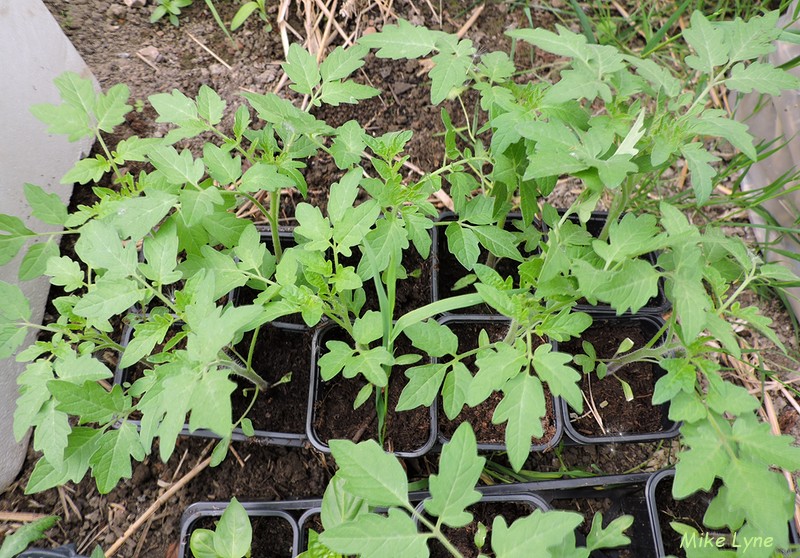 tomates en attente mise en place_DSCN1734.jpg