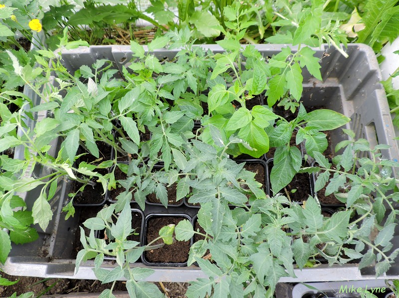 tomates en attente mise en place_DSCN1736.jpg