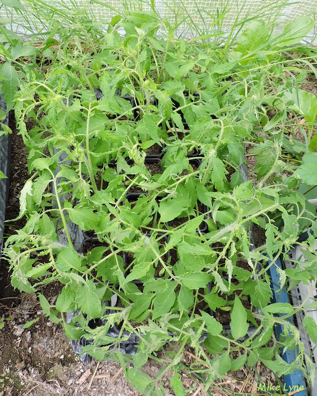 Casady s Folly_tomates en attente mise en place_DSCN1740.jpg