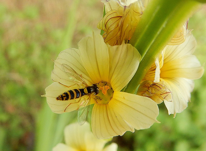 Sisyrinchium striatum.jpg