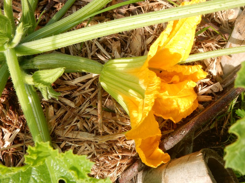 fleur courgette femelle.jpg