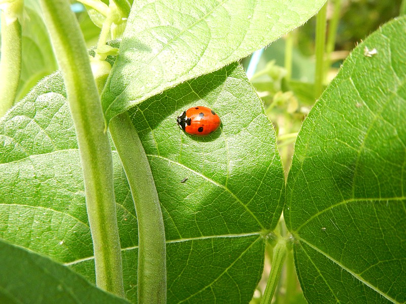 thibodeau coccinelle.jpg