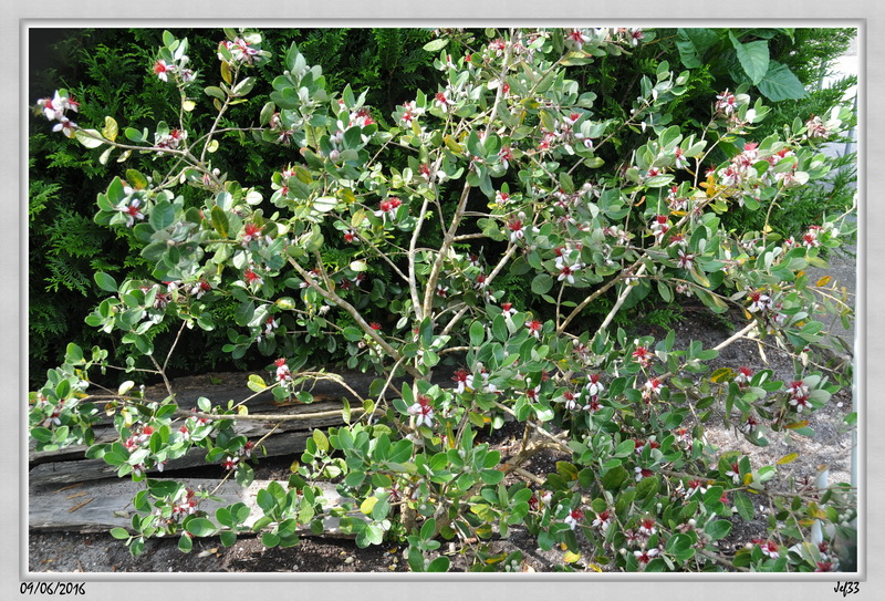 Feijoa 2016-06-09 (50)_redimensionner.JPG