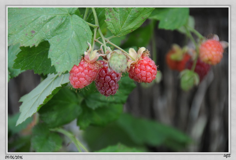 Loganberry 2016-06-09 (78)_redimensionner.JPG