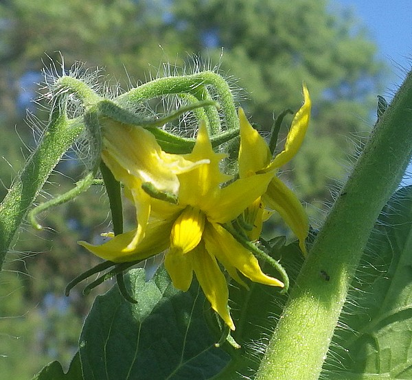 naliunye_palchik_hybrid_IMGP2526.JPG