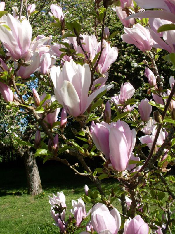 Fleurs de magnolia.jpg