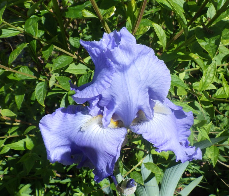 iris bleu ciel.jpg