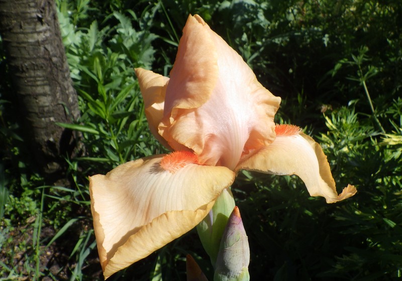 iris abricot.jpg