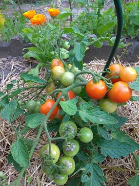 premieres tomates.jpg