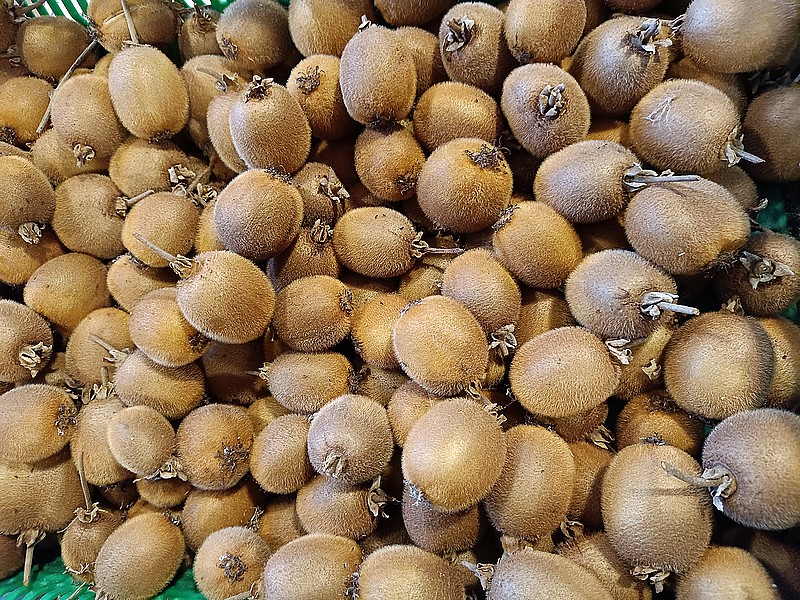 10  recolte kiwi.jpg