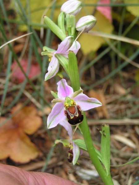 ophrys apifera_2.jpg
