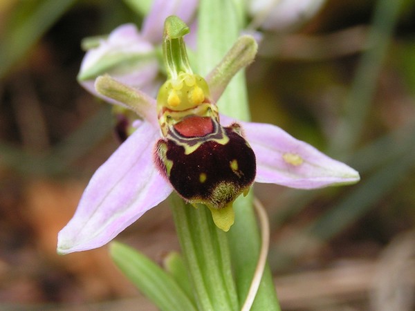 ophrys apifera_3.jpg