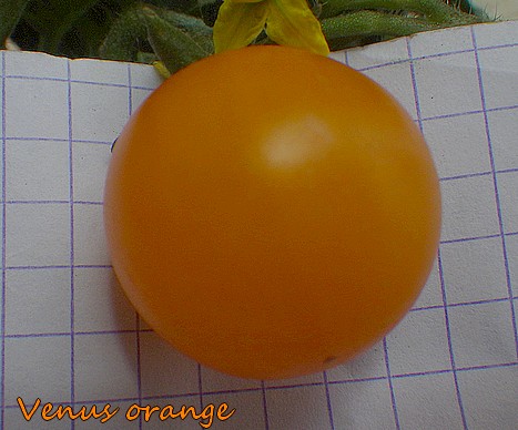Venus orange 2.jpg